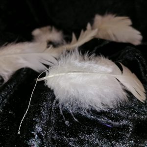 Plumes blanches