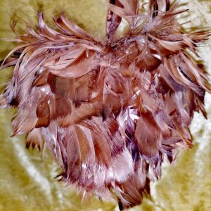 Cœur plumes marrons